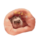 ハリボースタンプ（個別スタンプ：1）