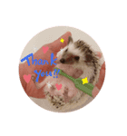 ハリボースタンプ（個別スタンプ：4）