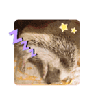 ハリボースタンプ（個別スタンプ：8）