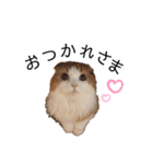 ふんわりネコ風太くん ③（個別スタンプ：1）