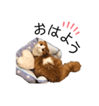 ふんわりネコ風太くん ③（個別スタンプ：2）
