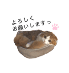 ふんわりネコ風太くん ③（個別スタンプ：3）