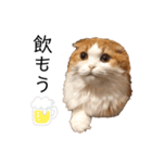 ふんわりネコ風太くん ③（個別スタンプ：4）