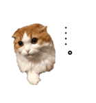 ふんわりネコ風太くん ③（個別スタンプ：5）