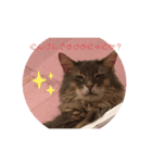 YUKAINADOUBUTUTACHG（個別スタンプ：3）