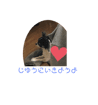 YUKAINADOUBUTUTACHG（個別スタンプ：5）