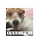 ジャック・ラッセル・テリア ティンク（個別スタンプ：2）