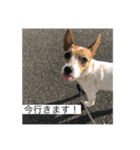 ジャック・ラッセル・テリア ティンク（個別スタンプ：3）