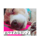 ジャック・ラッセル・テリア ティンク（個別スタンプ：4）