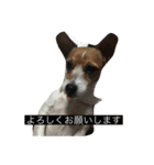 ジャック・ラッセル・テリア ティンク（個別スタンプ：6）
