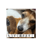 ジャック・ラッセル・テリア ティンク（個別スタンプ：7）