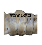 ぽんぽんうさぎ社 ぽんぽこモデル（個別スタンプ：2）