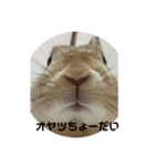 ぽんぽんうさぎ社 ぽんぽこモデル（個別スタンプ：4）