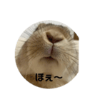 ぽんぽんうさぎ社 ぽんぽこモデル（個別スタンプ：5）