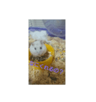 ハムスターのしろちゃん（個別スタンプ：3）