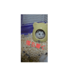 ハムスターのしろちゃん（個別スタンプ：4）