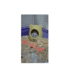 ハムスターのしろちゃん（個別スタンプ：6）