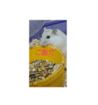 ハムスターのしろちゃん（個別スタンプ：7）