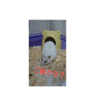 ハムスターのしろちゃん（個別スタンプ：8）
