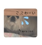 ペキニーズこむぎのスタンプ(3)（個別スタンプ：2）