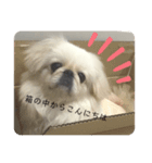 ペキニーズこむぎのスタンプ(3)（個別スタンプ：4）