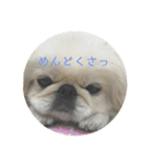 ペキニーズこむぎのスタンプ(3)（個別スタンプ：5）
