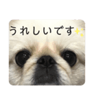 ペキニーズこむぎのスタンプ(3)（個別スタンプ：6）