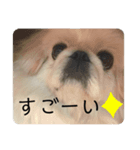 ペキニーズこむぎのスタンプ(3)（個別スタンプ：8）