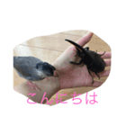 小鳥と虫（個別スタンプ：6）