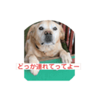ラブラドールのロック君（個別スタンプ：2）