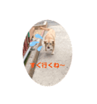ラブラドールのロック君（個別スタンプ：3）