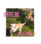 ラブラドールのロック君（個別スタンプ：8）