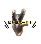 はなちゃんの平和な日常（個別スタンプ：5）