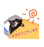 はなちゃんの平和な日常（個別スタンプ：7）