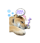 福来来たる（個別スタンプ：1）