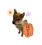 福来来たる（個別スタンプ：5）