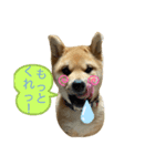 福来来たる（個別スタンプ：6）