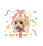 ここちゃんのきもち（個別スタンプ：4）
