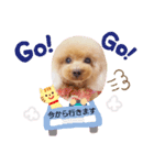 ここちゃんのきもち（個別スタンプ：8）