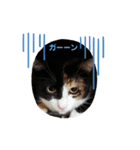 こだちゃんの気持ち（個別スタンプ：1）