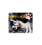 こだちゃんの気持ち（個別スタンプ：5）