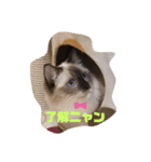 元気ラグ猫真央っこ（個別スタンプ：1）