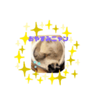 元気ラグ猫真央っこ（個別スタンプ：2）