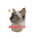 元気ラグ猫真央っこ（個別スタンプ：3）