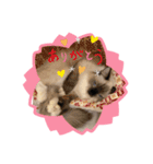 元気ラグ猫真央っこ（個別スタンプ：4）