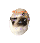 元気ラグ猫真央っこ（個別スタンプ：6）