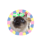 元気ラグ猫真央っこ（個別スタンプ：7）