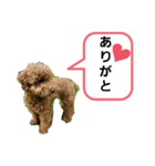 あずき！（個別スタンプ：3）