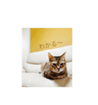 あの日のククちゃん（個別スタンプ：1）