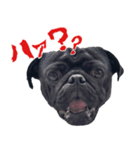 黒パグぐぅちゃん（個別スタンプ：1）